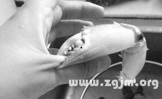 螃蟹夹手搞笑,欢乐瞬间！